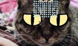 新手训猫小爆料视频在线观看,揭秘视频中的实用技巧与温馨瞬间